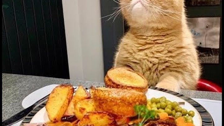 Не надо было это кушать. Кот обедает. Кот и еда. Котик ест. Коты и еда приколы.