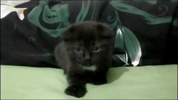 Вислоухий котенок scottish fold 1 месяц