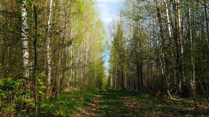 Sounds of the spring forest and the singing of birds for relaxation.