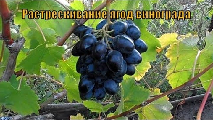 Мой виноград. Как избежать растрескивания ягод винограда.