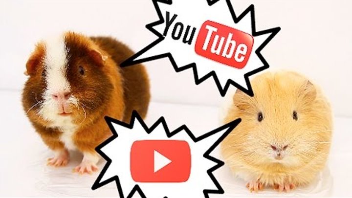 морская свинка двухцветная. морская свинка на руках.