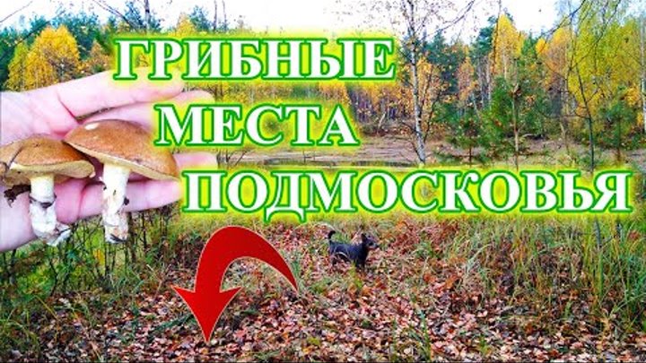 Грибные места Подмосковья. Красота, которая так рядом. Тихая охота в ...