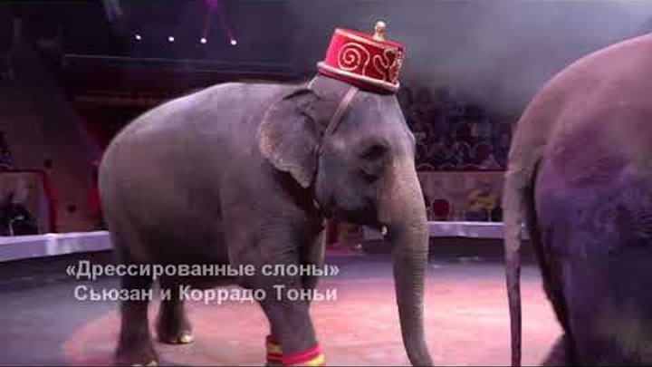 Цирк идёт к вам / «Дрессированные слоны» Сьюзан и Коррадо Тоньи (202 ...