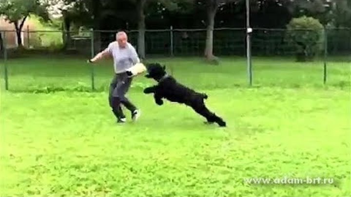 Russian Black Terriers IPO Obedience & Protection * Русский черн ...