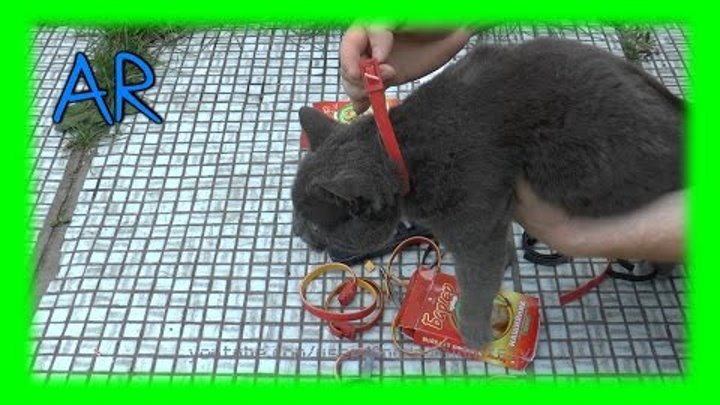 Бесплатный ошейник от блох и клещей для кота Покупаем один второй ...
