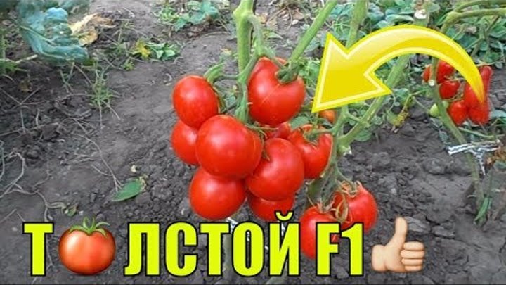 Урожайные сорта томатов (3-я часть). Толстой F1.