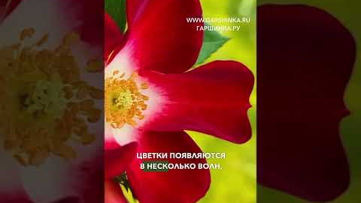 Полиантовая роза, которую можно выращивать и в саду, и в доме 🪴И это ...
