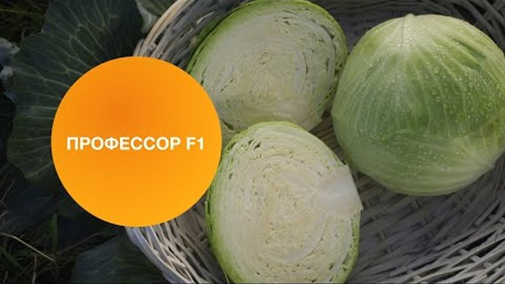 Капуста Профессор F1 (Престиж) - купить, заказать в магазине Натуралист