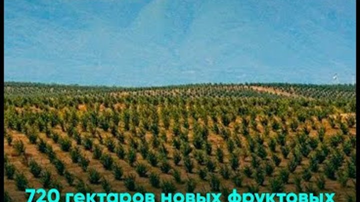 720 гектаров новых фруктовых плантаций заложили в Дагестане