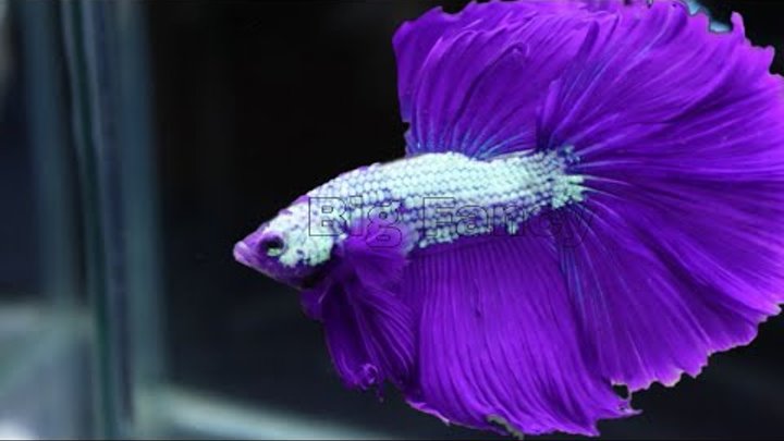 Amazing colorful fancy betta fish new collection - beautiful bettafi ...