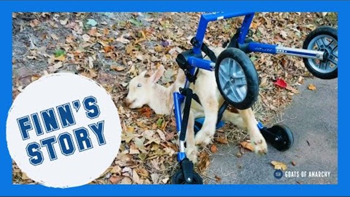 Special Needs Goat Is Perfect Just The Way He Is | Finn's Story