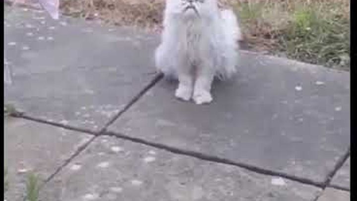 Weird stray cat outside