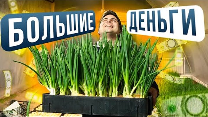 Гидропоника