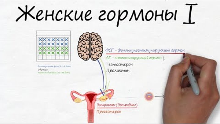 Женские гормоны (часть 1) -  RedCells.ru