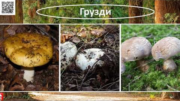 Грибы 🍄  Тест виды грибов 🍄 Хорошо ли ты знаешь грибы? 🍄  Дом тестов