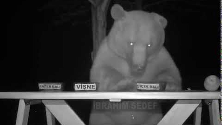 Медведь слопал самый дорогой мед в мире на турецкой пасеке