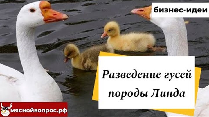 Разведение гусей породы Линда (с комментариями птицевода). БИЗНЕС-ИД ...