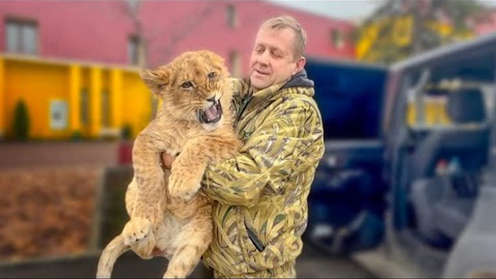 львенок асада последние