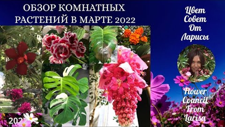 ОБЗОР КОМНАТНЫХ РАСТЕНИЙ МАРТ 2022