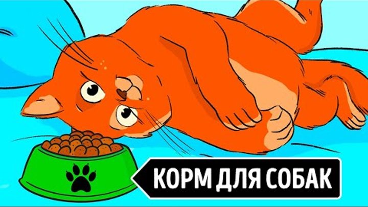 Почему кошки не могут есть корм для собак