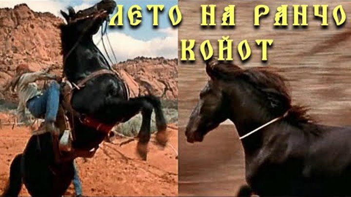 ЛЕТО НА РАНЧО КОЙОТ / Фильмы о лошадях