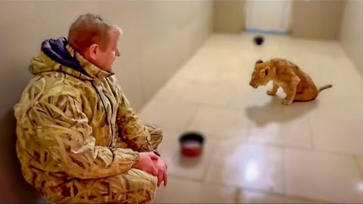 львенок асада последние