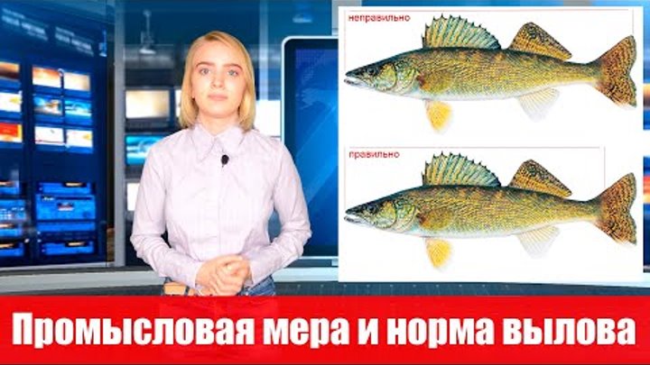 Промысловая мера и норма вылова рыбы в Беларуси
