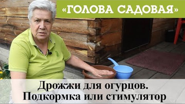 Дрожжи для огурцов. Подкормка или стимулятор