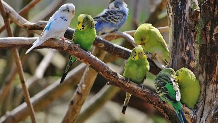 Волнистые попугаи птенцы продажа