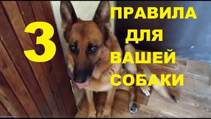 3 правила для Вашей собаки