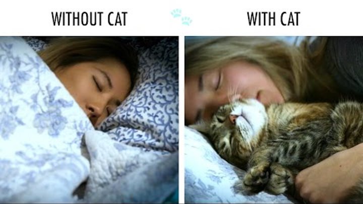 Without Cat Vs. With Cat