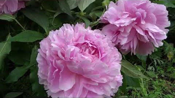 Myra mcrae пион. Пион майра про. Пион jeanne cayeux. Пион свит ревардс. Пион майра мак ро.