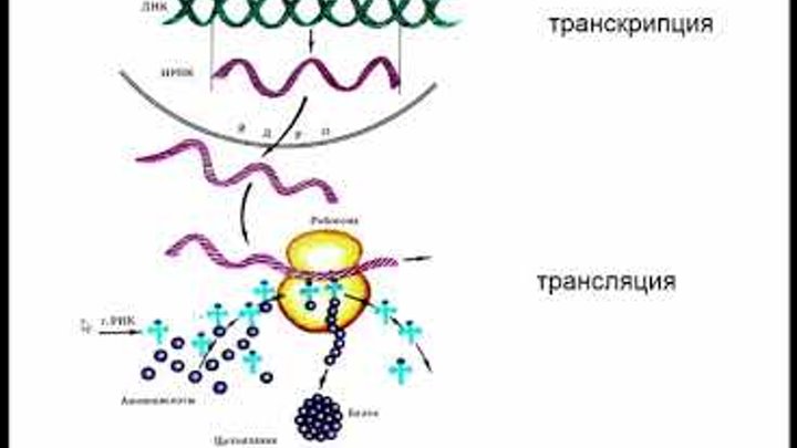 Рисунок биосинтеза