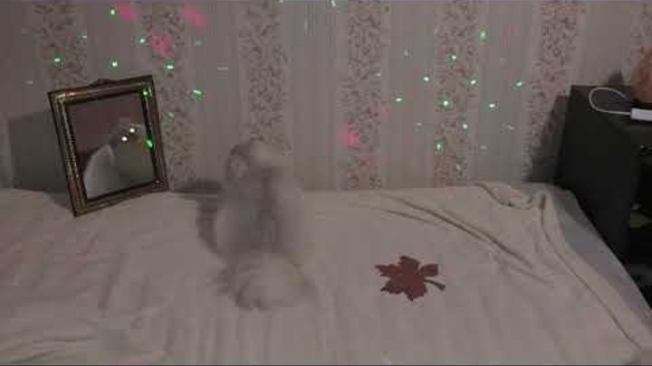 Шотландский котик Хоши играет с лазерной игрушкой