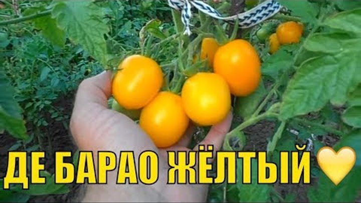Урожайные сорта томатов (2-ая часть). Де Барао желтый и  Де Барао ца ...