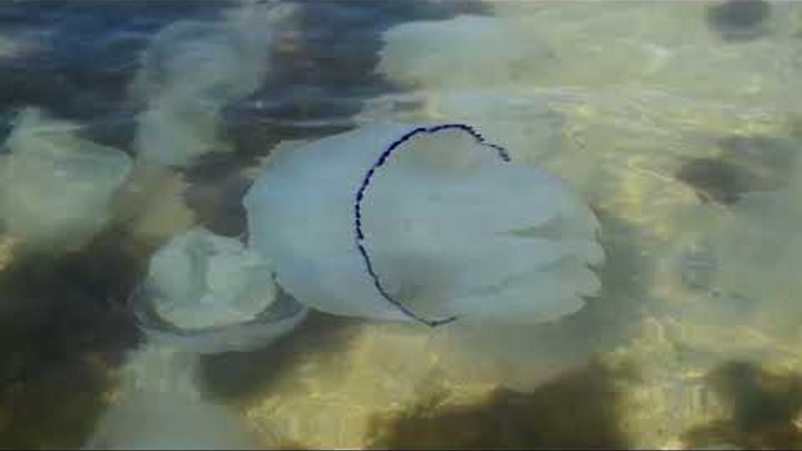 Медуза корнерот.