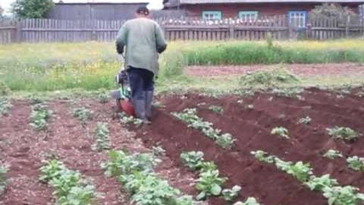 Окучить огород. Полоть огород. Окучить огород. Полоть грядки. Тяпка для прополки картофеля.