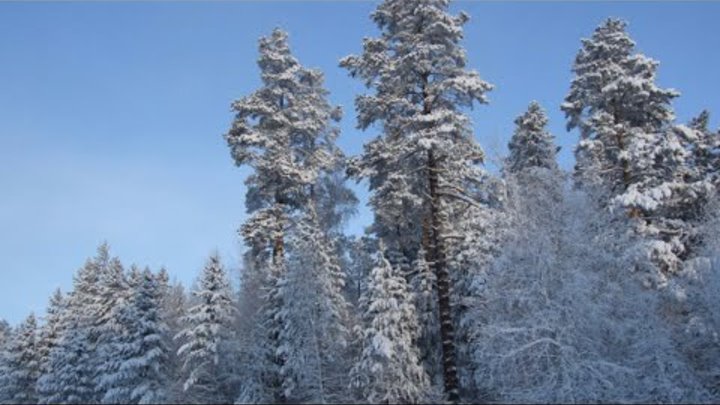 СПЛОШНЫМ РУБКАМ - НЕТ! БАЙКАЛ ОДИН - СОХРАНИМ ЕГО!