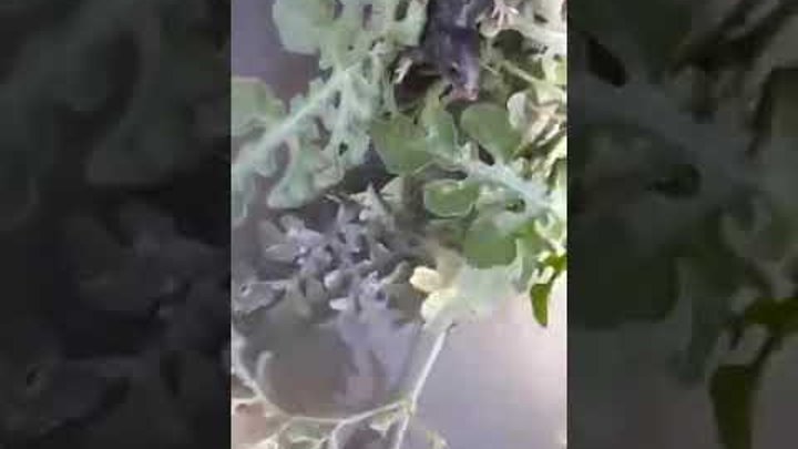 Крысиный король 2021 ставрополь. В 2021 году был найден крысиный король на арбузном поле. Крысиный король живой в ставрополе 2021. 2021 год крысиный король на арбузном. Крысиный король живой в ставрополе 2021.