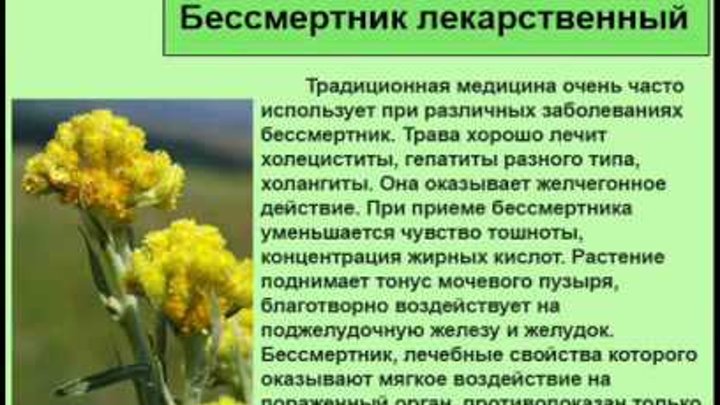 Бессмертник трава для чего она. Бессмертник песчаный (цмин песчаный). Бессмертник песчаный (цмин). Helichrysum arenarium – бессмертник песчаный. Цветки бессмертника песчаного.