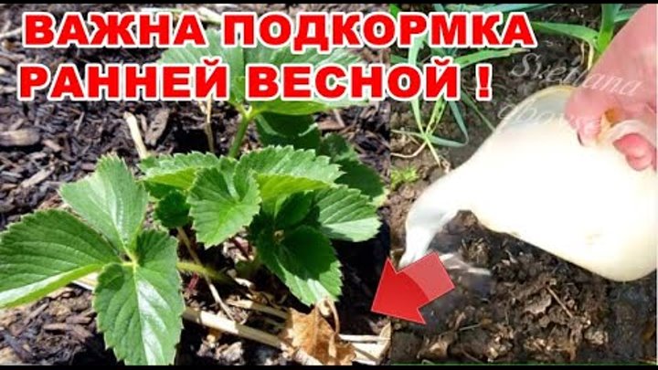 Подкормка клубники дрожжами весной. Подкормка клубники осенью кемиру осеннюю. Клубника зацвела чем подкормить. Подкормка клубники дрожжами. Чем подкормить клубнику до начала цветения весной.