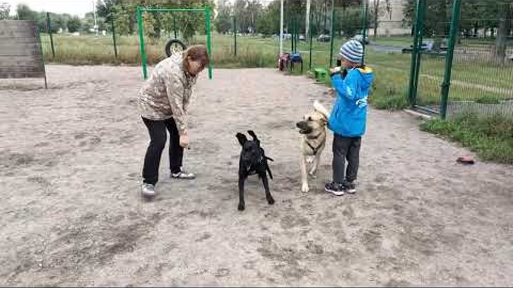 @user-gc7pj7wr7hDog Training Жил Был Кинолог 🐕 Зоопсихолог 🐕 Моя Ж ...