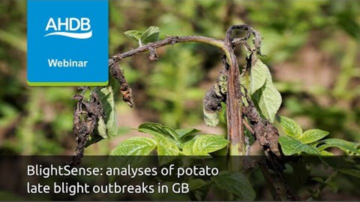 BlightSense: analyses of potato late blight outbreaks in Great Britain