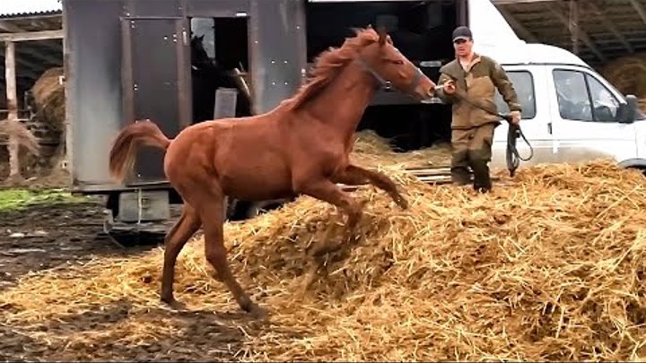 Показываем Отгрузку лошади с нашей конефермы Эквилайн в Казахстан ЦЕ ...