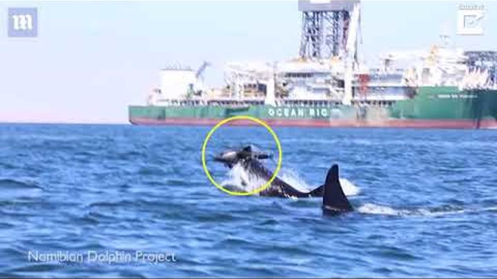 Gruesome footage shows two killer whales attacking a dolphin   Daily ...