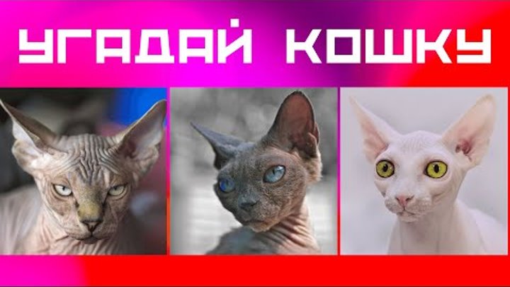 Кошки Тест на знание пород кошек Игра-викторина про домашних питомцев