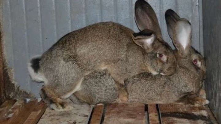 Когда можно покрыть крольчиху. Когда можно покрыть крольчиху. Кролики породы великан окролы. Период беременности у крольчих. Когда можно покрыть крольчиху.