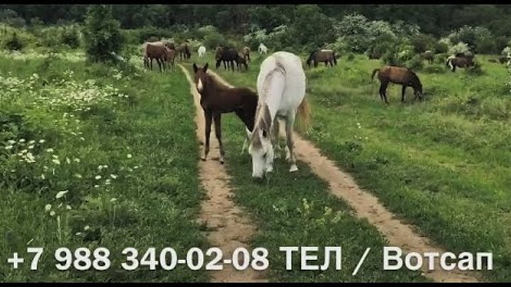 Выпас табуна, жеребята. 🐴 Май 2021г. Конеферма "Эквилайн" ...