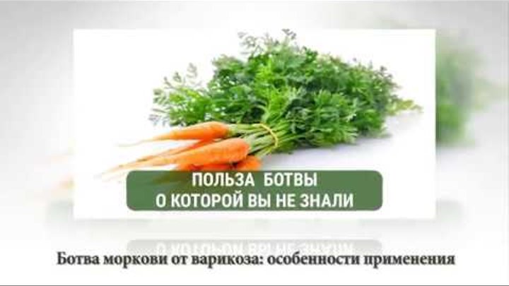 Морковная ботва. Морковная ботва. Морковник зелень. Чем полезна ботва моркови для человека. Зелень моркови.