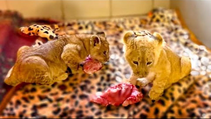 львенок асада последние